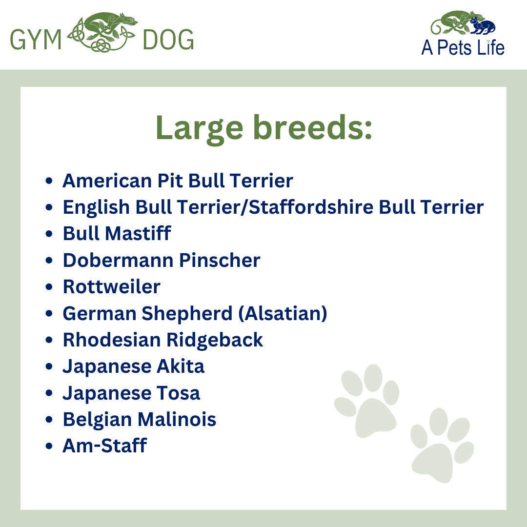 daycarelargebreed