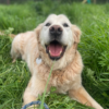 Gym Dog & Shopping Day Pass - Image 2