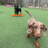 Gym Dog & Shopping Day Pass - Image 5