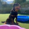 Gym Dog & Shopping Day Pass - Image 6