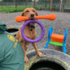 Gym Dog & Shopping Day Pass - Image 8