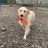 Gym Dog & Shopping Day Pass - Image 10