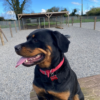 Gym Dog & Shopping Day Pass - Image 11