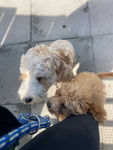 IMG 20250803 WA0002 IMG 20250803 WA0002